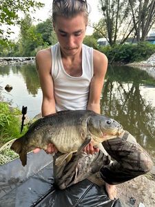 Mirror Carp