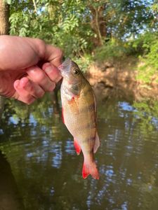 European Perch
