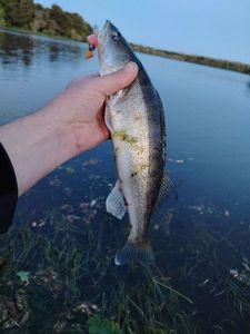 Zander