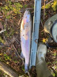 Rainbow Trout