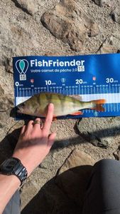 European Perch
