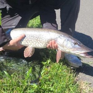 Northern Pike