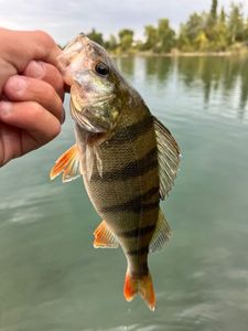 European Perch
