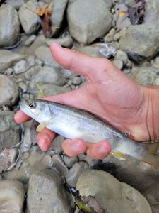 Brown Trout