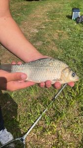 Crucian Carp
