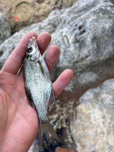 Common Bream