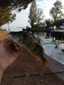 European Perch