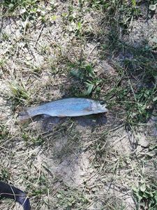 Rainbow Trout