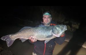 European Bass (Seabass)