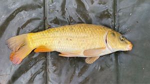 Koï Fish
