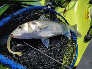 European Bass (Seabass)