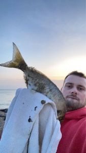 Gilthead Seabream