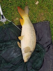 Common Carp