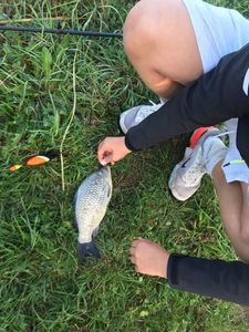 Crucian Carp