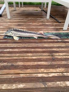 Starry Sturgeon