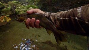 Brown Trout