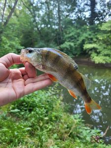 European Perch