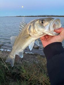 European Bass (Seabass)