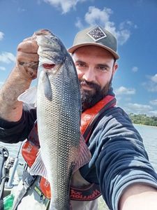 European Bass (Seabass)