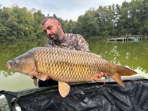Common Carp