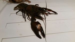 Spinycheek Crayfish