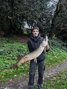Northern Pike