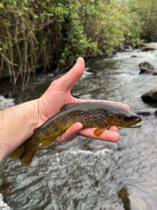 Brown Trout