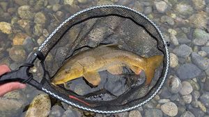Barbel