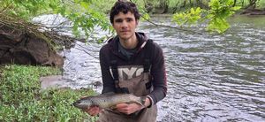 Brown Trout
