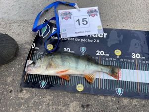 European Perch