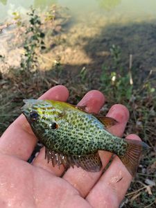 Pumpkinseed