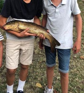 Grass Carp