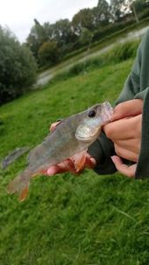 European Perch
