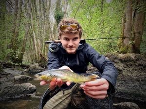 Brown Trout