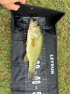 Largemouth Bass