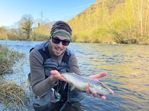 Brown Trout