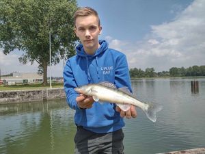 Zander