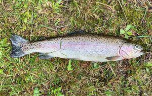 Rainbow Trout