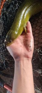 European Eel (Common Eel)
