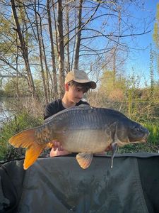 Mirror Carp