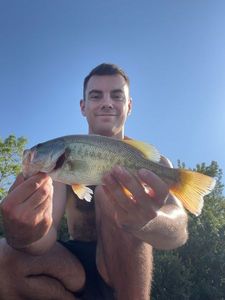 Largemouth Bass