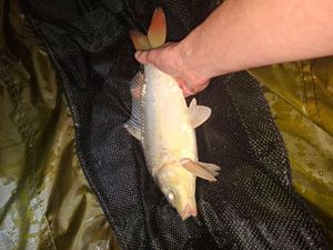 Mirror Carp