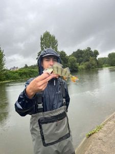 European Perch