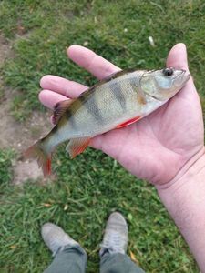 European Perch