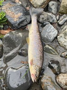 Brown Trout