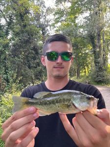 Largemouth Bass