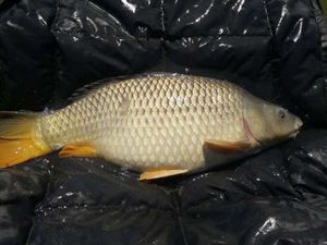 Common Carp
