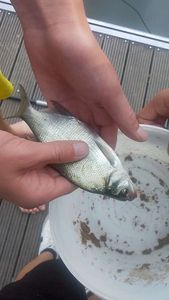 Common Bream