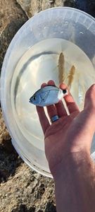 Saddled Seabream