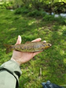 Brown Trout